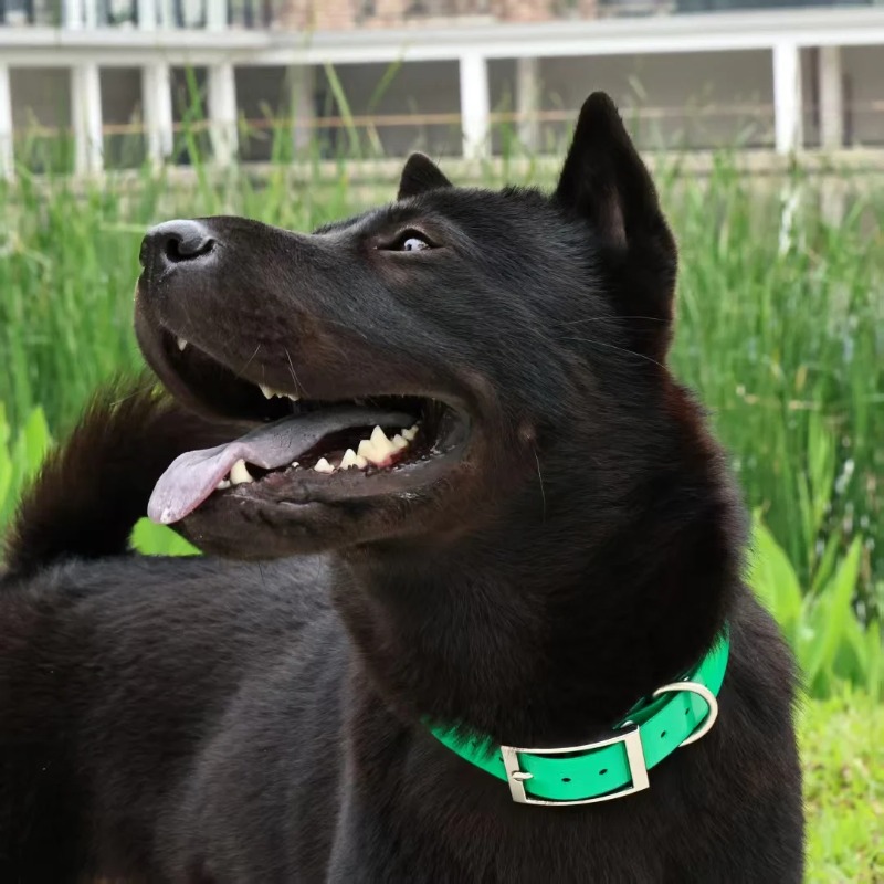 2.5cm Wide Heavy Duty TPU Dog  - Hunting Dog Outdoor ulasan dan harga