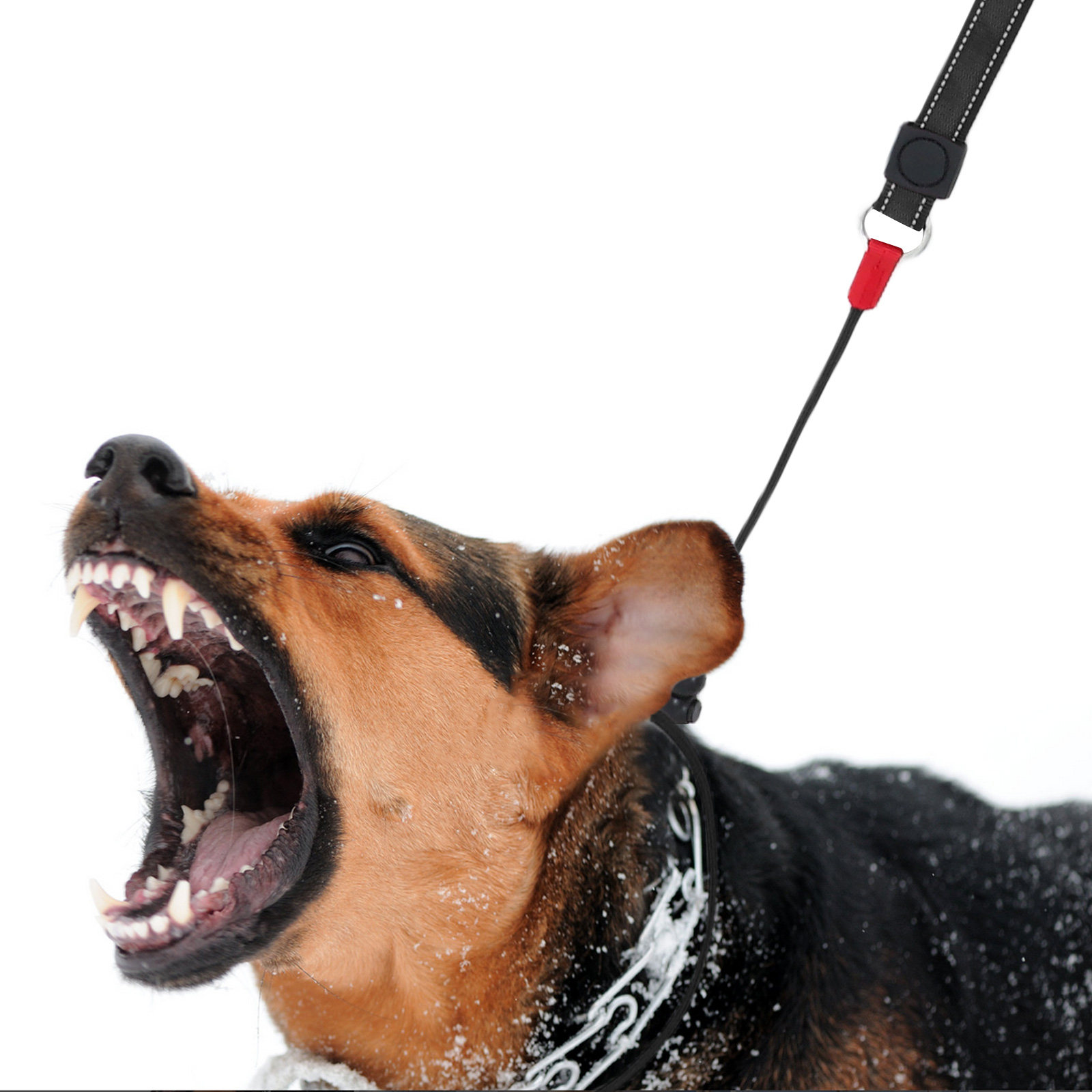 Slip Dog Leash Non Slip Profes - Hunting Dog Outdoor ulasan dan harga